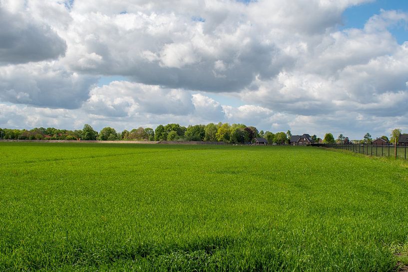 Paysage herbeux par Jolanda de Jong-Jansen