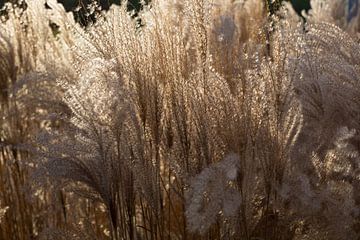 Wuivend riet. van Hennnie Keeris