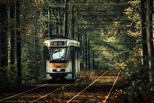 Tram 44 en automne