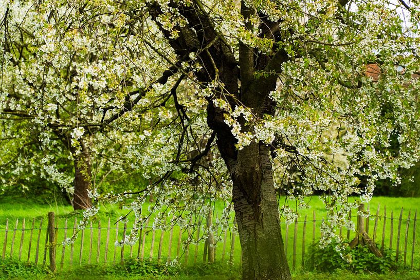 portrait of spring by Jan Van Bizar