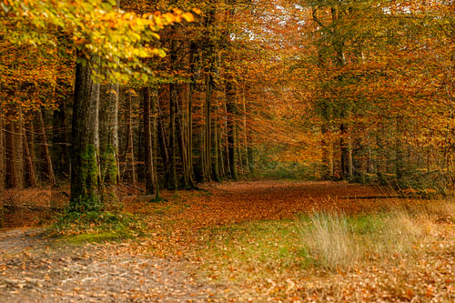 Autumn in the Beetsterzwaag woods