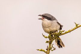 Kapuzenwürger, Lanius excubitor