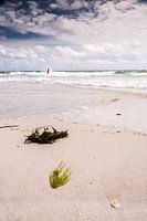 Seaweed on the beach