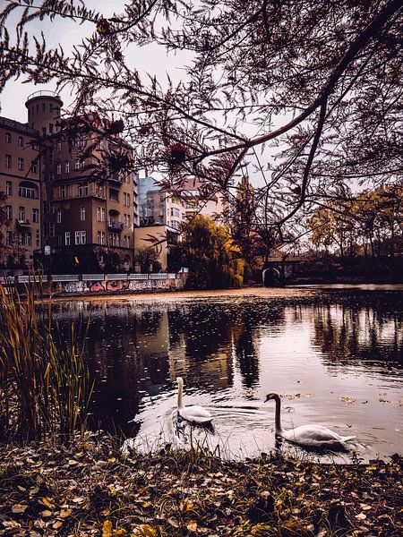 Swan Love by Iman Azizi