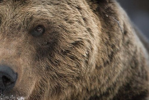 L'ours de près et de loin