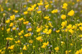 Flower field by Dirk Smit