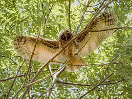 Owl wing test by Miriam van Dun