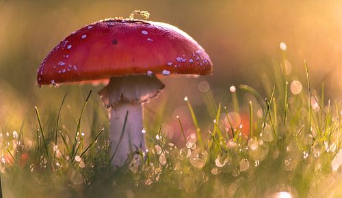 Autumn Colours by Tanja Riedel