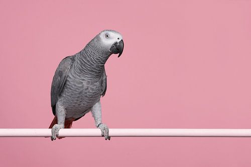 Grau-Rotschwanzpapagei