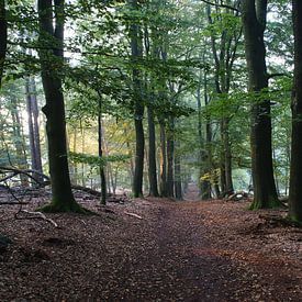 Wald Anfang Oktober auf der Veluwe von Mike Bos