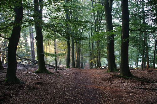 Forêt début octobre sur la Veluwe