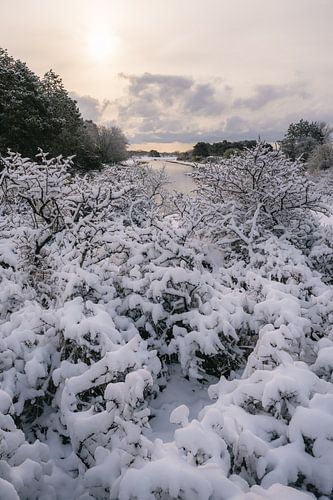 Sneeuw landschap in de duinen van Zuid Holland