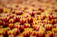 Tulipfield von Lisette Sloet Miniaturansicht