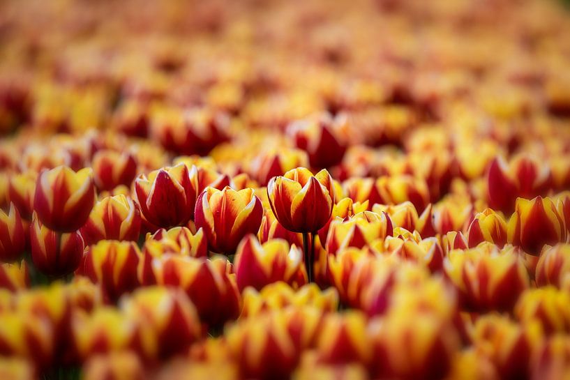 Tulipfield von Lisette Sloet