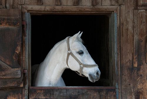 Wie is de waarnemer en wie is de geobserveerde?