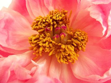 Close-up rose pioenroos van Margriet's fotografie