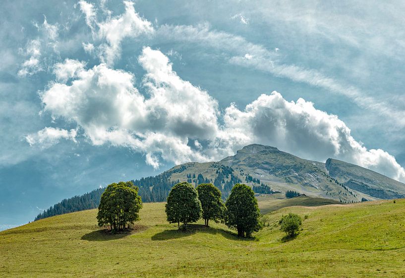 Pointe de Merdassier, alpine meadow with four trees, La Clusaz, Haute-Savoie, France, , by Rene van der Meer