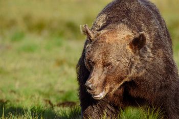 Europäischer Braunbär im finnischen Sommer