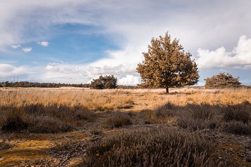 Drunense Duinen Herfstkleuren Bewolkt