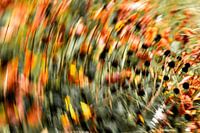 Painting the light of orange flowers number 4