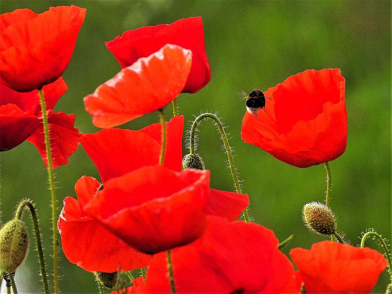 Coquelicots ondulants par Anja Oosterwaal Fine Art Fotografie
