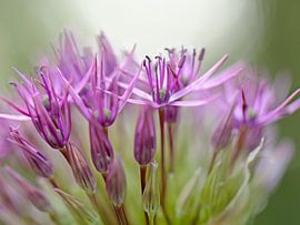 Purple or dark pink flowers by Ronald Smits
