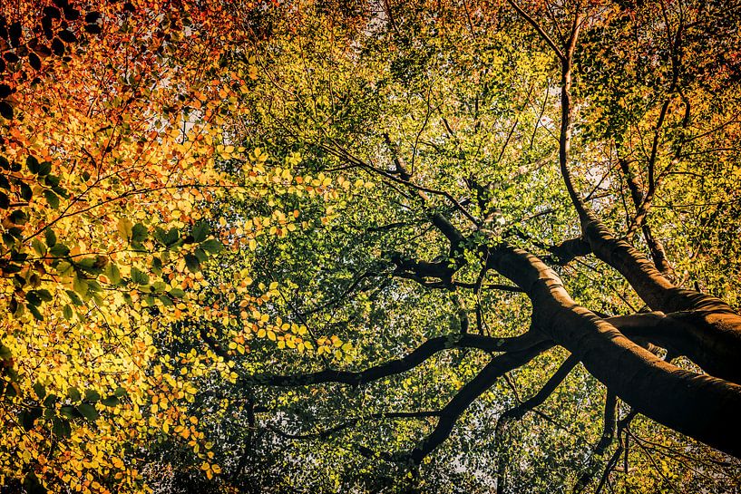 Speulderbos by rosstek ®