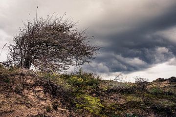 Scheefhangende struik zijn de duinen van Meijendel van MICHEL WETTSTEIN