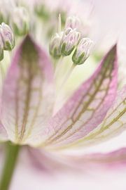Verträumte Pastellfarben: Astrantia Major von Marjolijn van den Berg