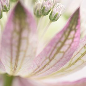 Pastel rêveur : Grande Astrance sur Marjolijn van den Berg
