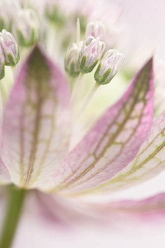 Dromerig pastel: Astrantia Major van Marjolijn van den Berg