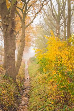 Bomen met warme herfstkleuren in de ochtendmist van Lisette Rijkers
