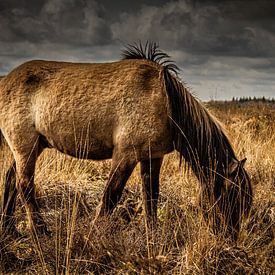 Wilde Hengst van Comitis Photography & Retouch