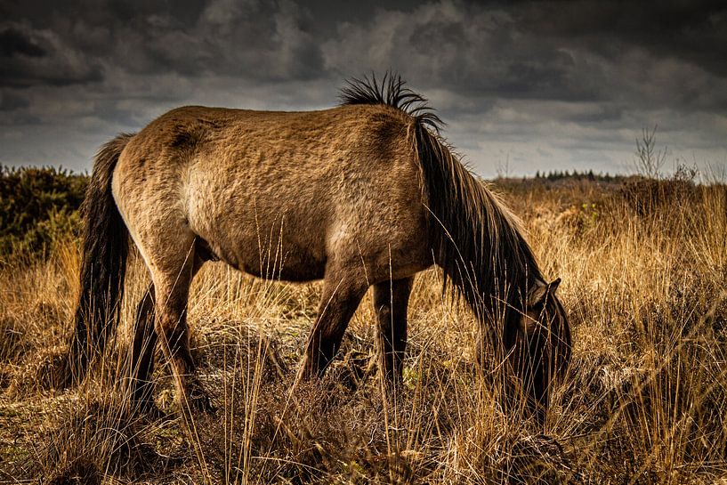 Wilde Hengst van Comitis Photography & Retouch