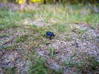 Käfer auf Lager