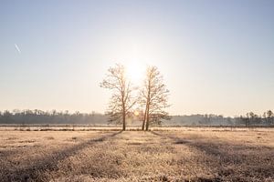 Wiese und Bäume im Winter, Landschaftsaufnahme am Morgen