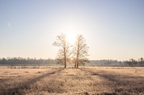 Weiland en bomen in de winter, landschapsopname in de ochtend