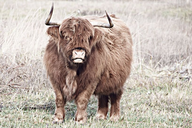 Highlander écossais par Jessica Berendsen