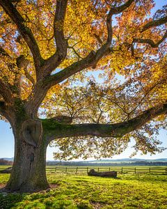 Alte Eiche in einer herbstlichen Landschaft bei Pienza, Toskana