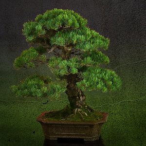 Bonsai-Baum von Greetje van Son