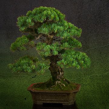 Bonsai boom van Greetje van Son