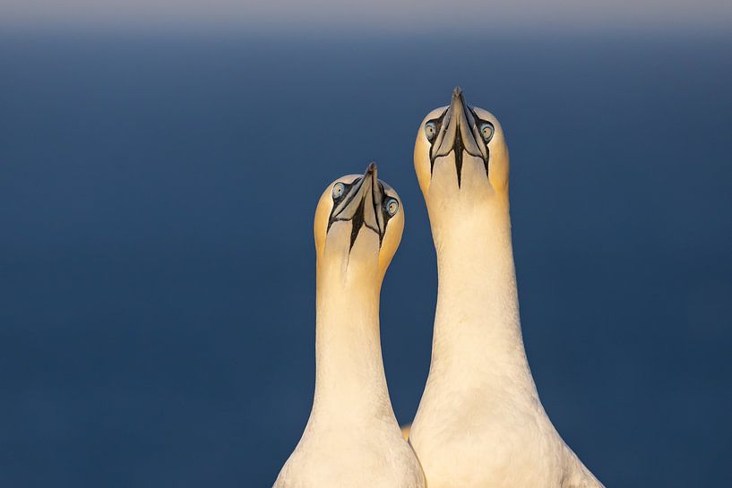 Vögel | Herr und Frau Basstölpel von Servan Ott