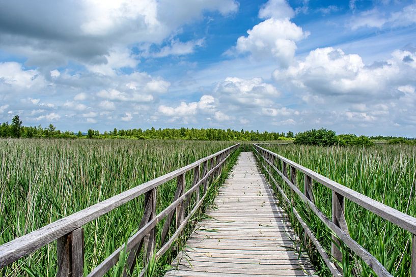 Bad Buchau : Der Federsee Steg von Photoart-Naegele