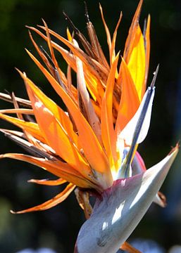 Bird of paradise by Alex Neumayer