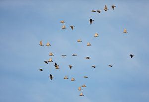 Groep Spreeuwen (Sturnus vulgaris) in vlucht van Beschermingswerk voor aan uw muur