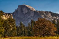 Yosemite park van Els van Dongen thumbnail