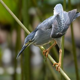 Le pêcheur ciblé de l'île Maurice sur Lex van Doorn