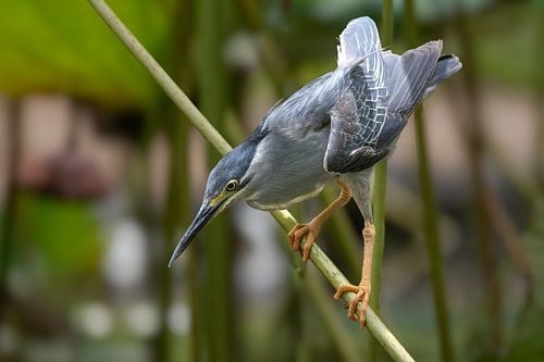 Der fokussierte Fischer von Mauritius