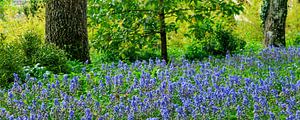 Un jardin bleu de printemps sur Hilda Weges