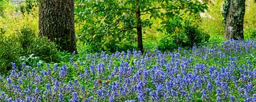 Ein blauer Frühlingsgarten